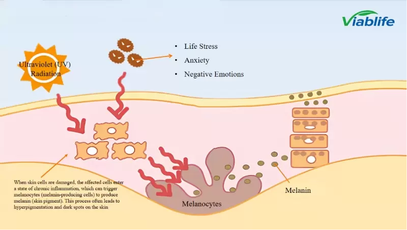 Nicotinamide in Cosmetics for Brightening and Skin Health Nicotinamide in Cosmetics for Brightening and Skin Health