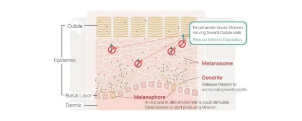 Inhibiting Melanin Transport for Brighter Skin